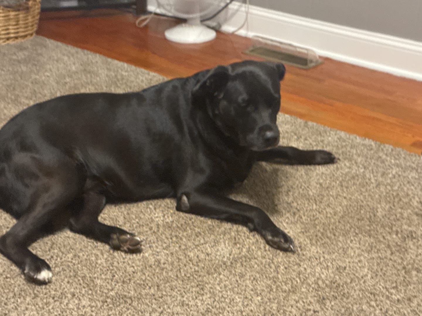 Customer photo review of FurLife™ 12 Months Flea and Tick Free