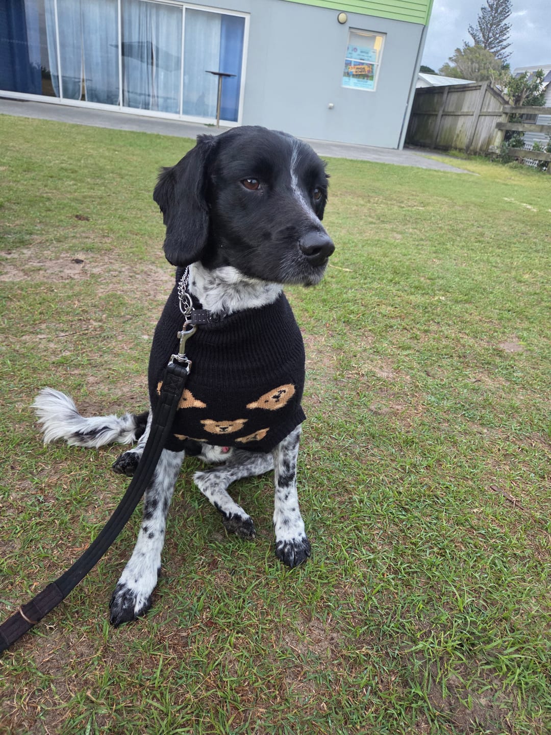 Customer photo review of Broken Teddy Bear Knit Dog Sweater - Black