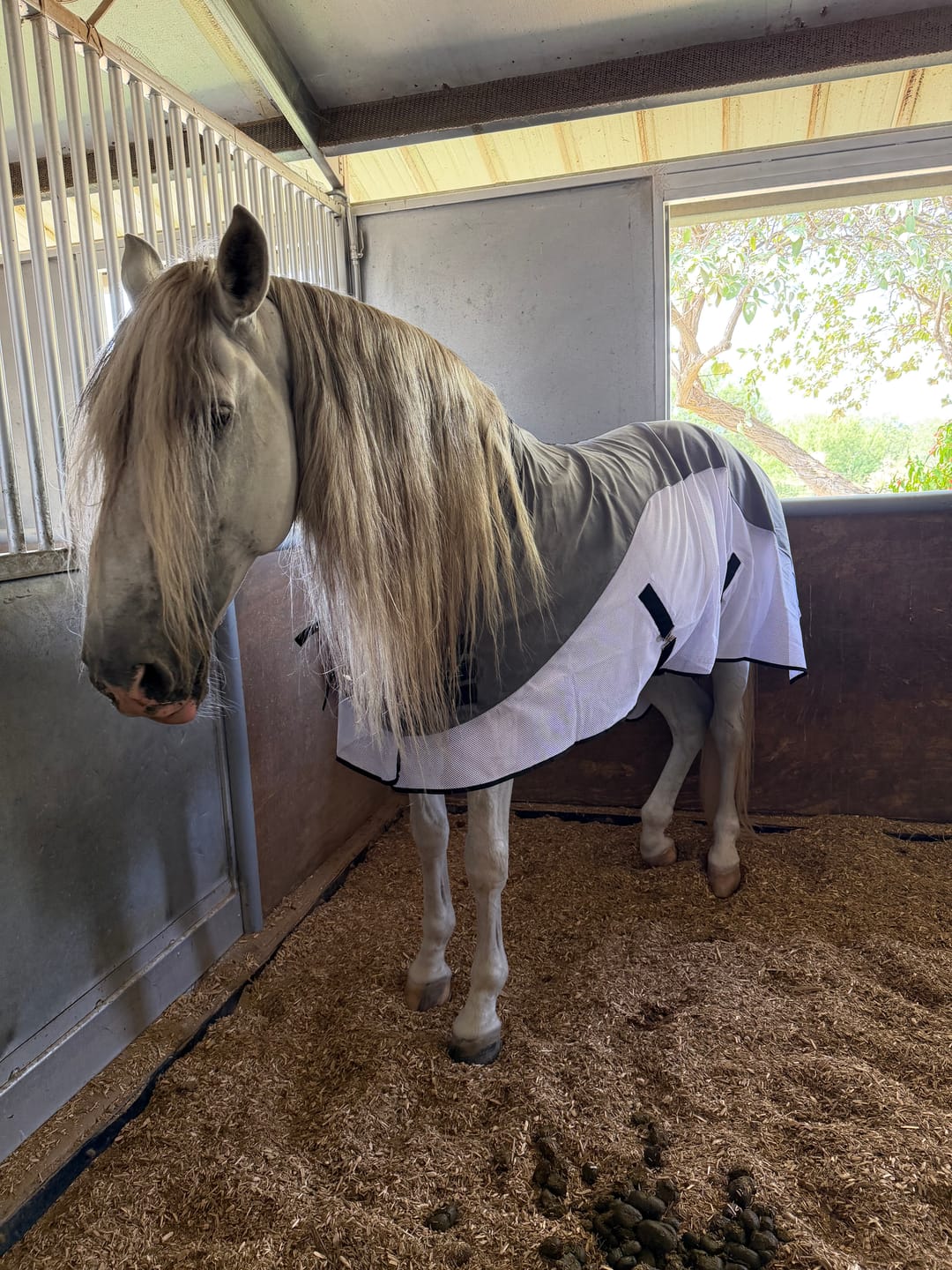 Customer photo review of Luxury Horse Cooling Rug