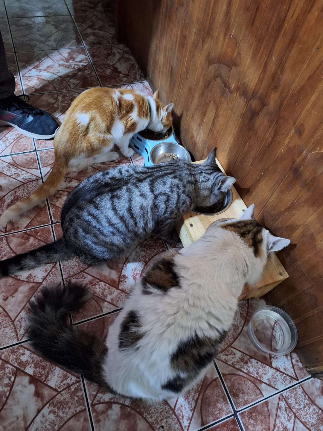 Customer photo review of PetFamily Foods Gato Pollo-Salmón