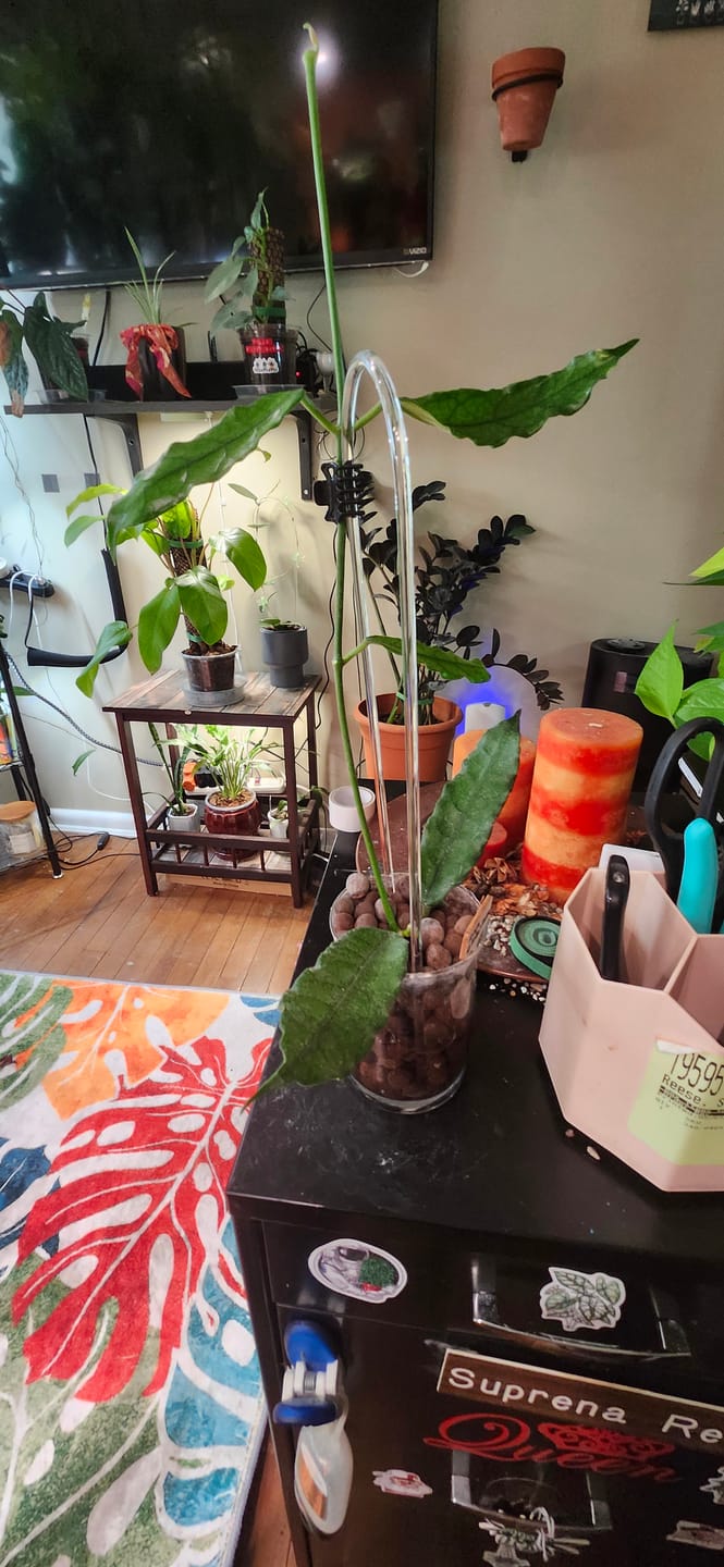 Customer photo review of Hoya globulosa/villosa