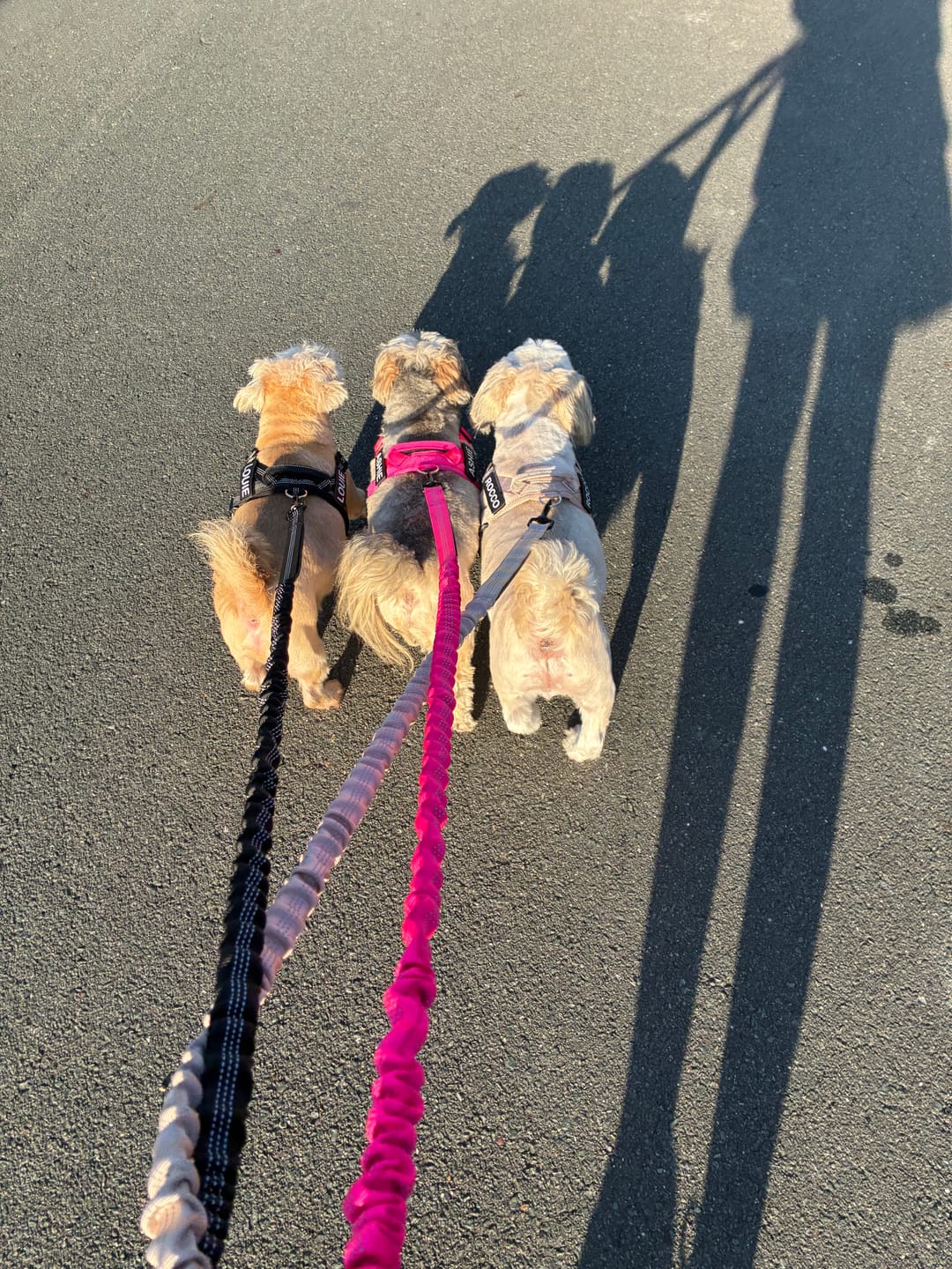 Customer photo review of Personalised No-Pull Reflective Dog Harness