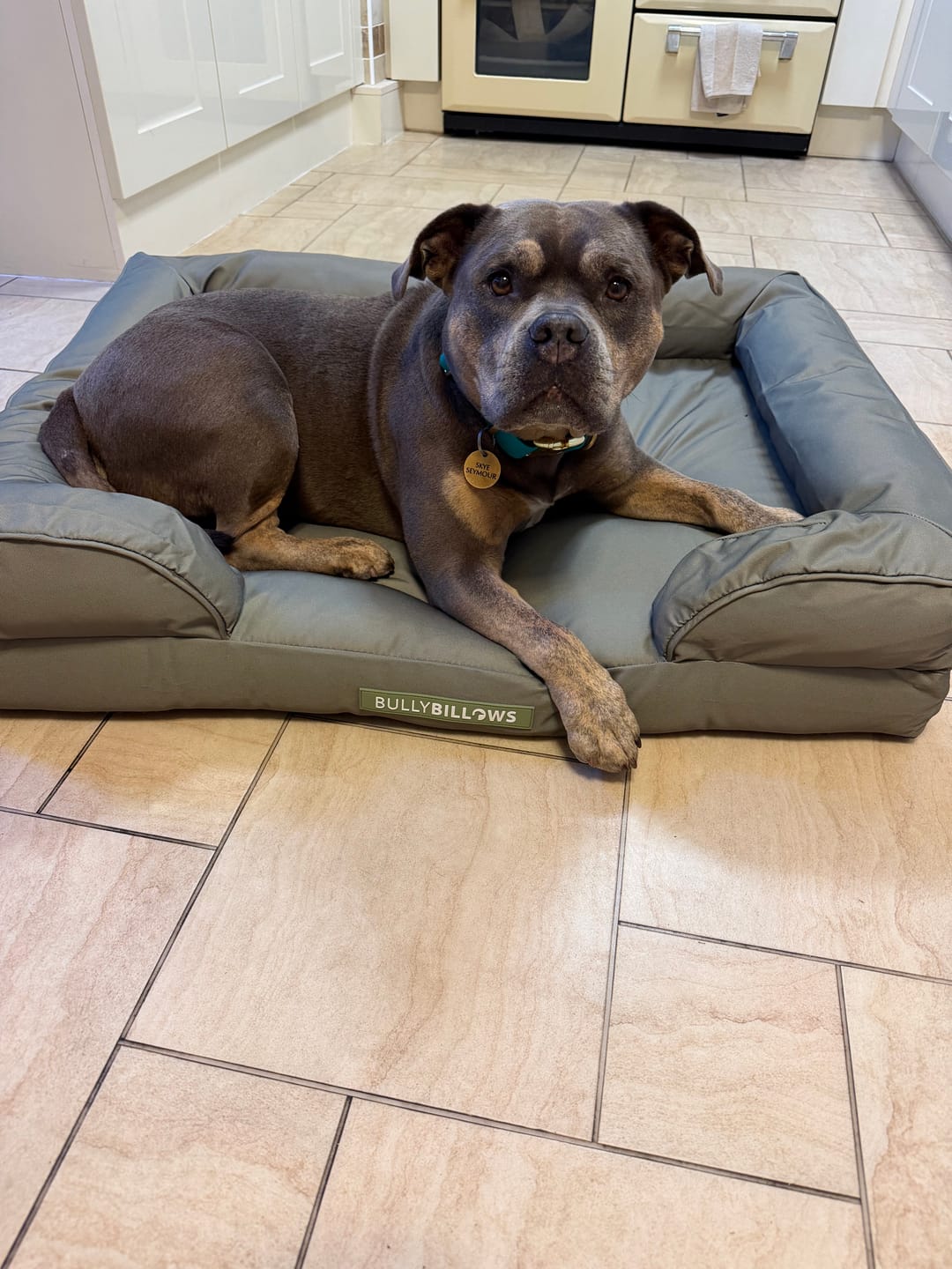 Customer photo review of Dog Bed Cover | Sage