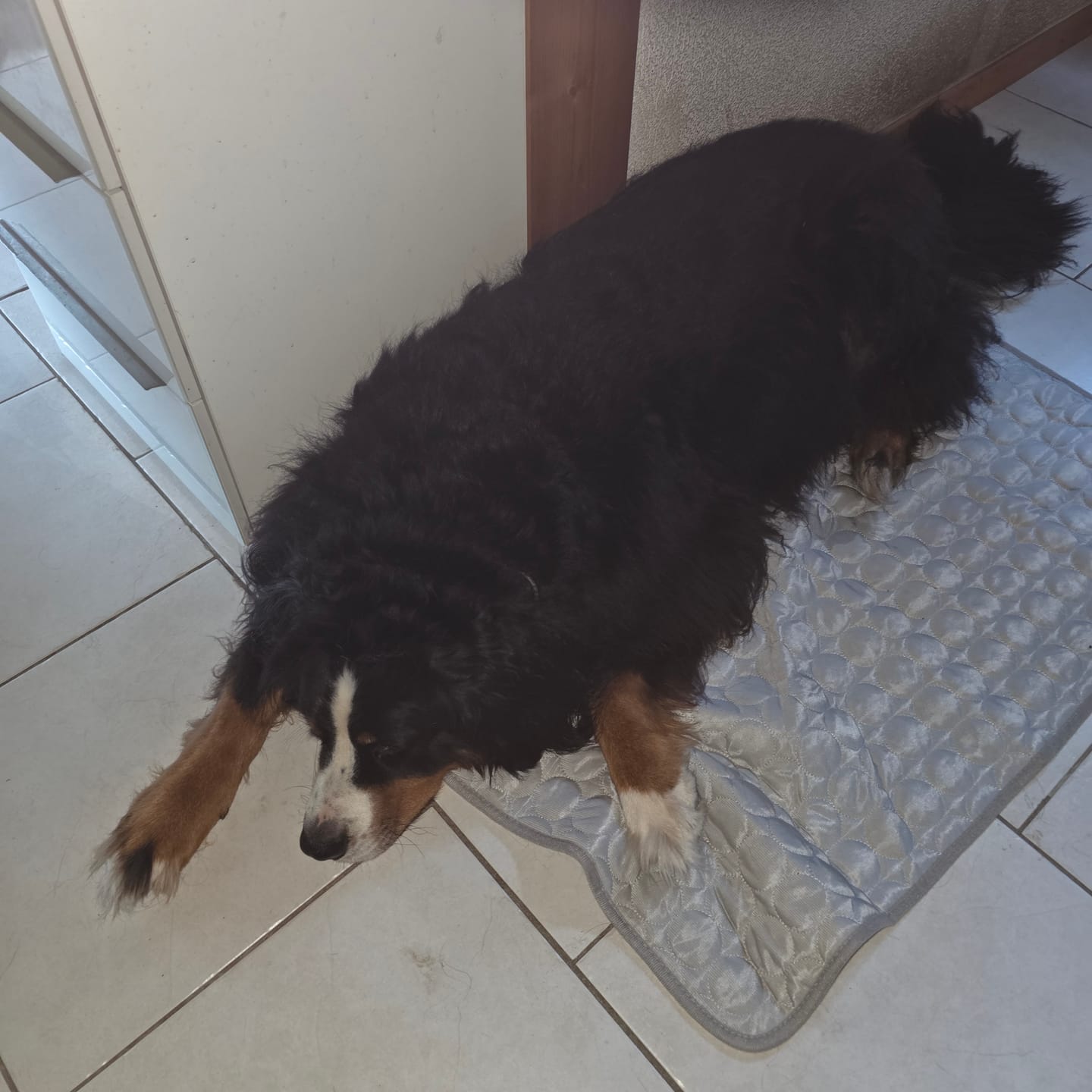 Customer photo review of Kühlmatte Hund ohne Gel