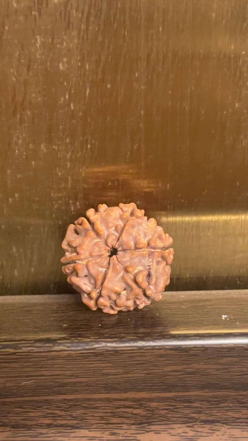 Customer photo review of Original 6 Mukhi Rudraksha – Vastu Remedy for Career Success & Willpower Strength | Ideal for South-East Office Desks