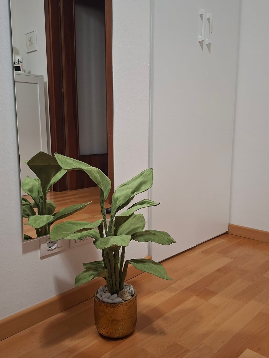 Customer photo review of Philodendron verde muschio