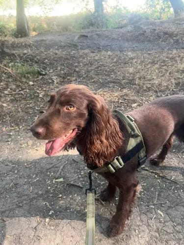 Customer photo review of Harnais pour chien anti-traction Dog Trotter™