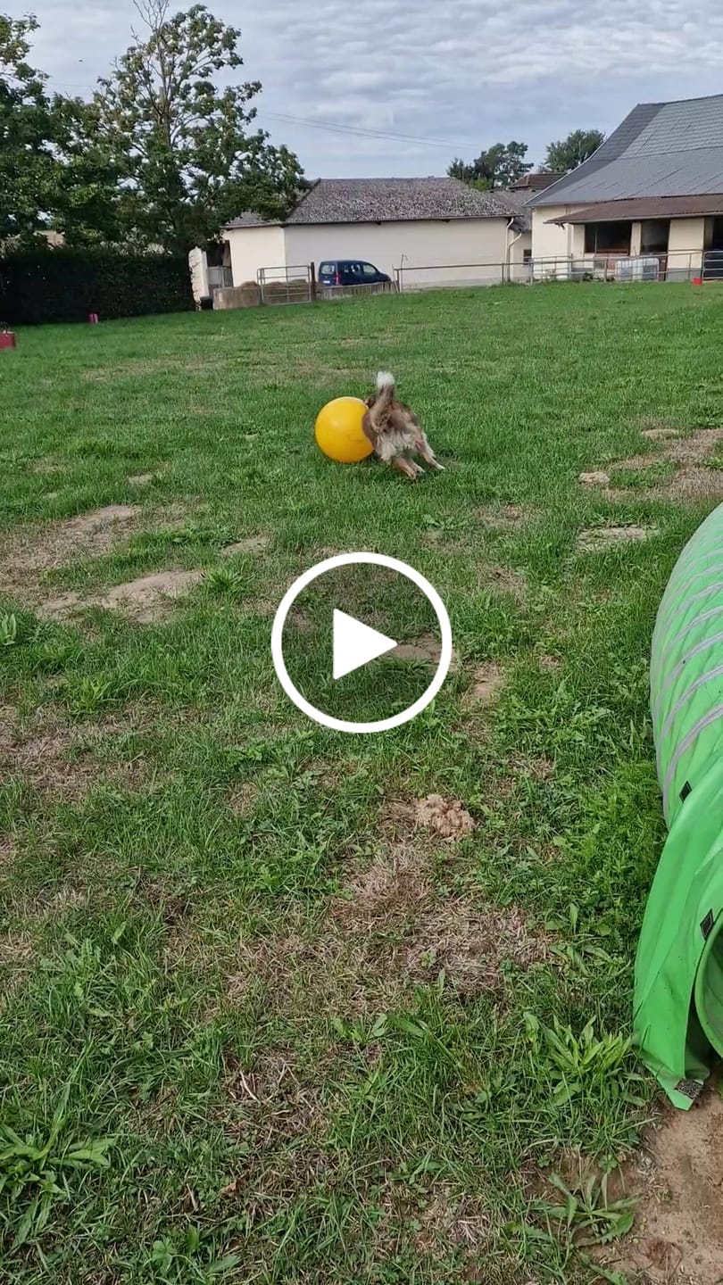 Customer video review of Wurmtest Basic Hund