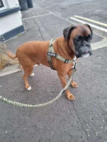 Customer photo review of Harnais pour chien anti-traction Dog Trotter™