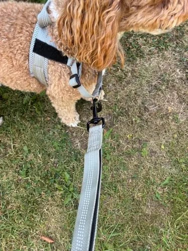 Customer photo review of Harnais pour chien anti-traction Dog Trotter™