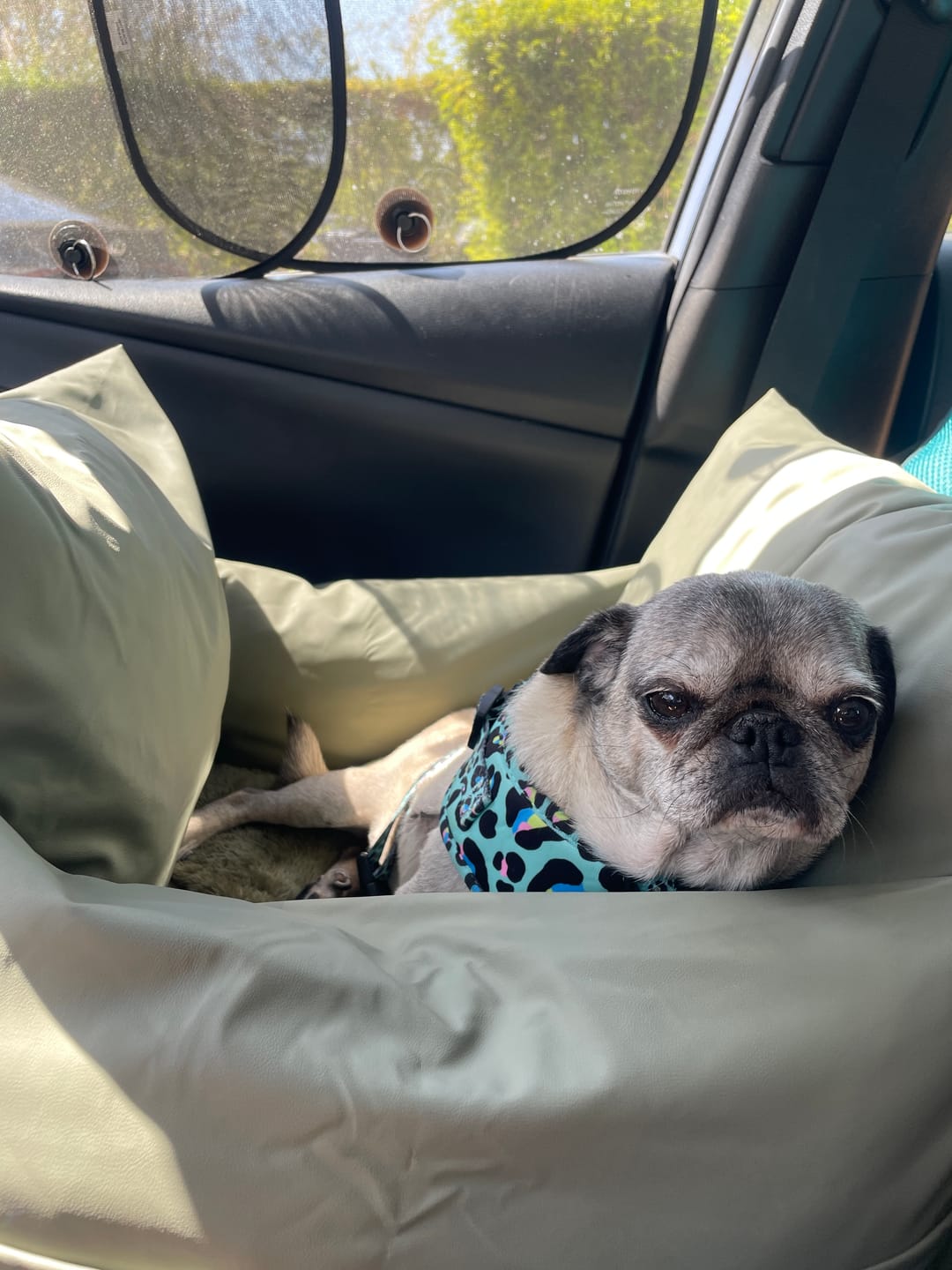 Customer photo review of Dog Dock V2 New With Latch Anchors
