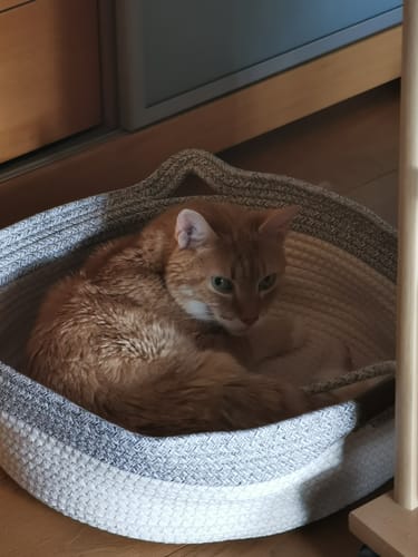 Reviewer's orange cat resting in the circular, woven Fellnest Katzenkorb on a wooden floor.