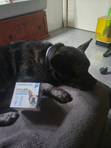 Customer's dark dog wearing the PuppySafe anti-bark collar, resting near the product box.