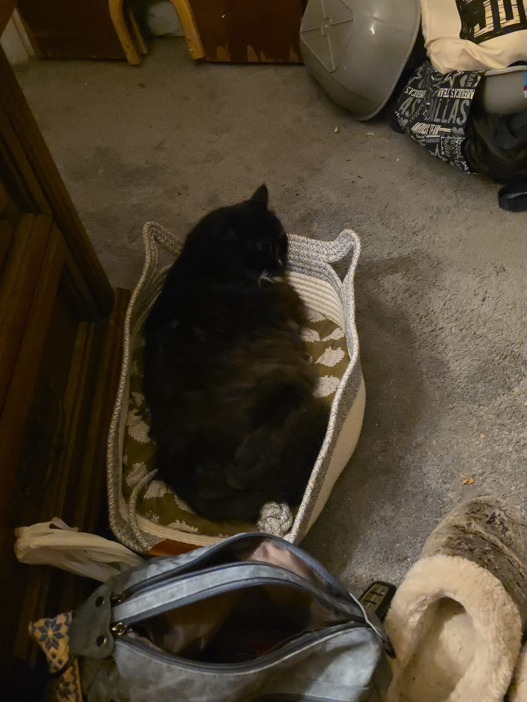 Customer photo review of Instinct Basket | Meet the first research-backed natural territory for indoor cats