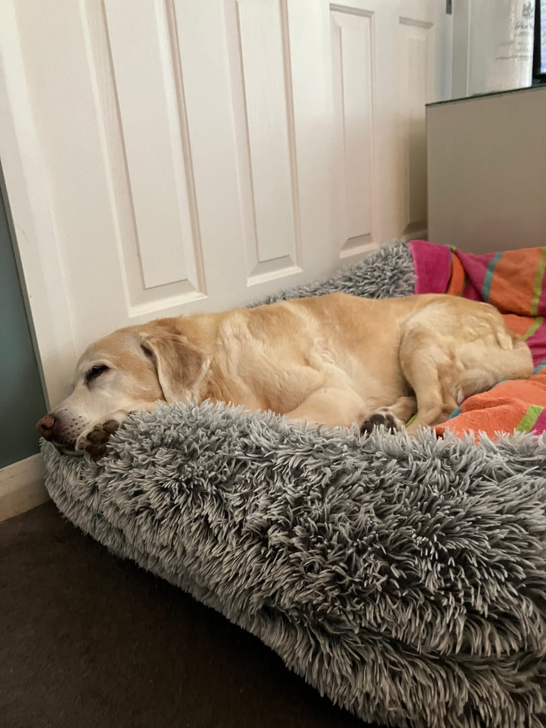 Customer photo review of Pet Orthopaedic Bed