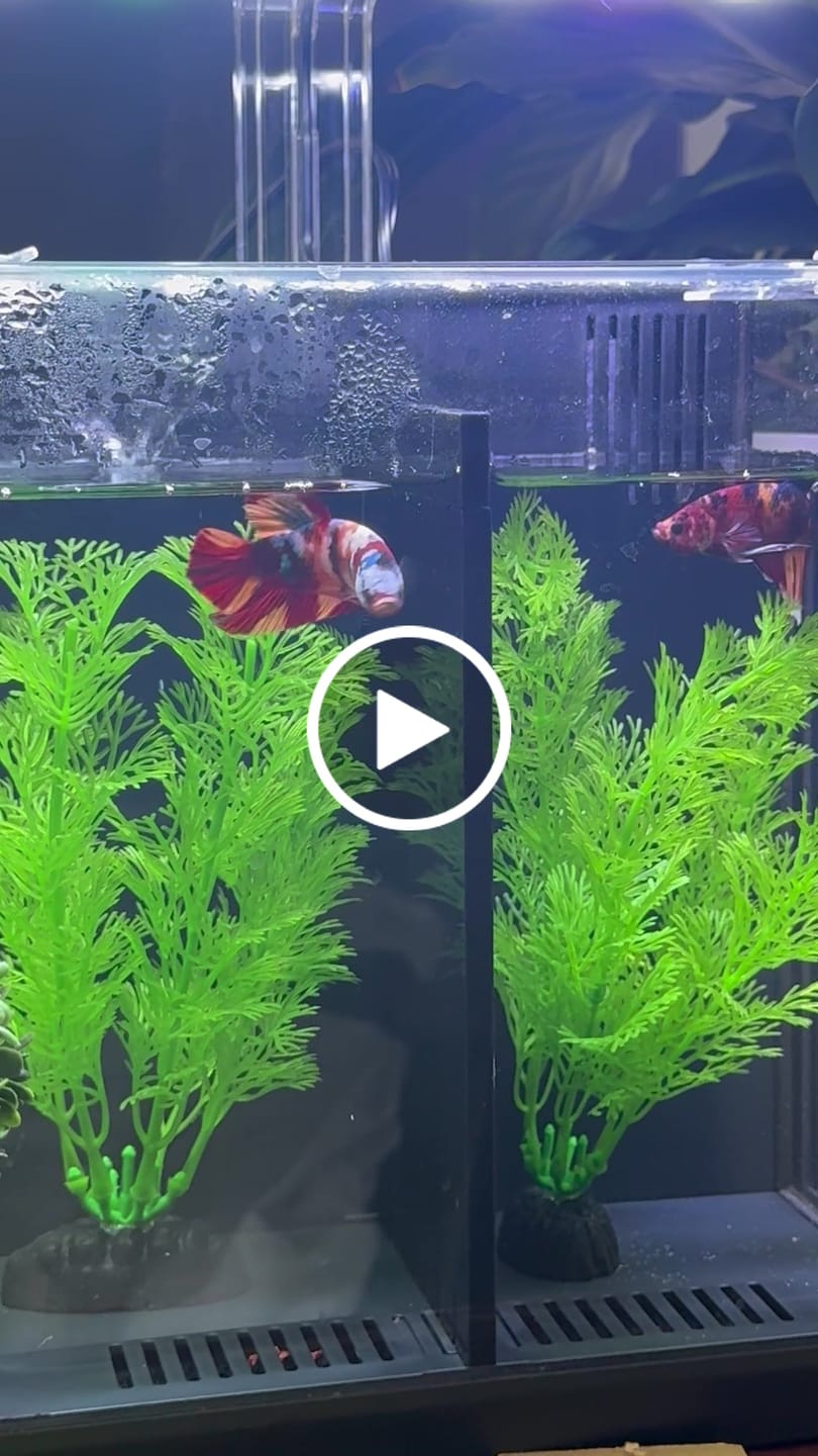Customer video review of Super Gold 24k Male Betta Fish | High Grade | Mystery Betta