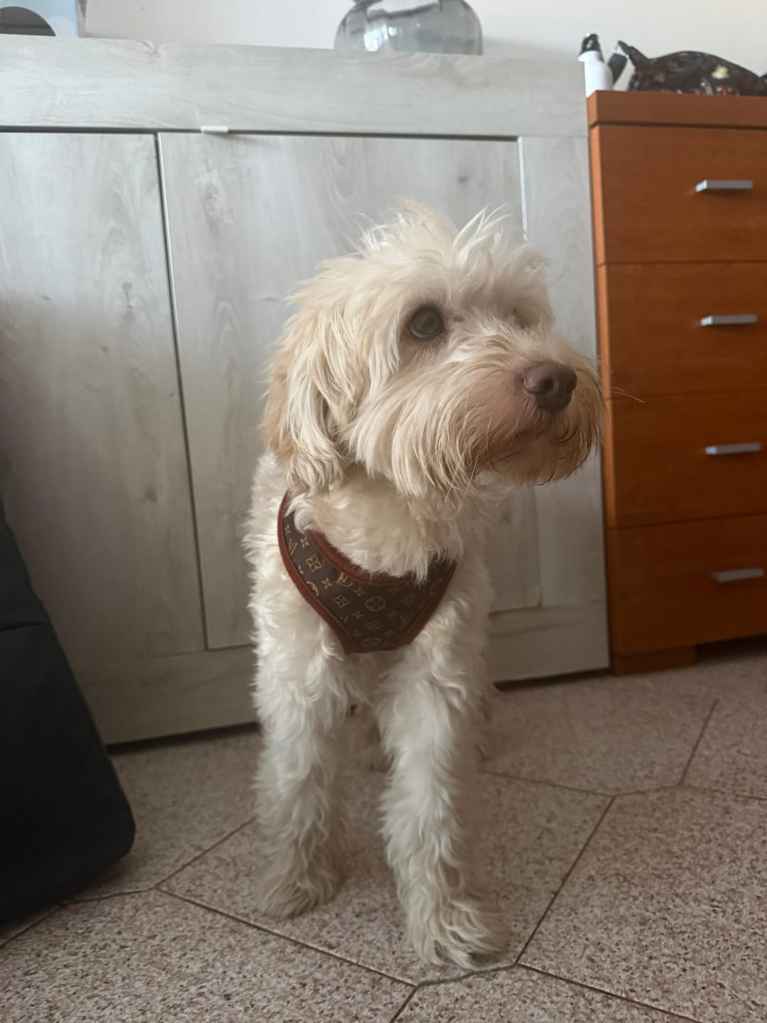 Customer photo review of Pettorina e guinzaglio Louis Pawtton