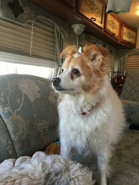 Customer photo review of Nutritional Supplement for Senior Dogs | Spark by Pet Wellbeing