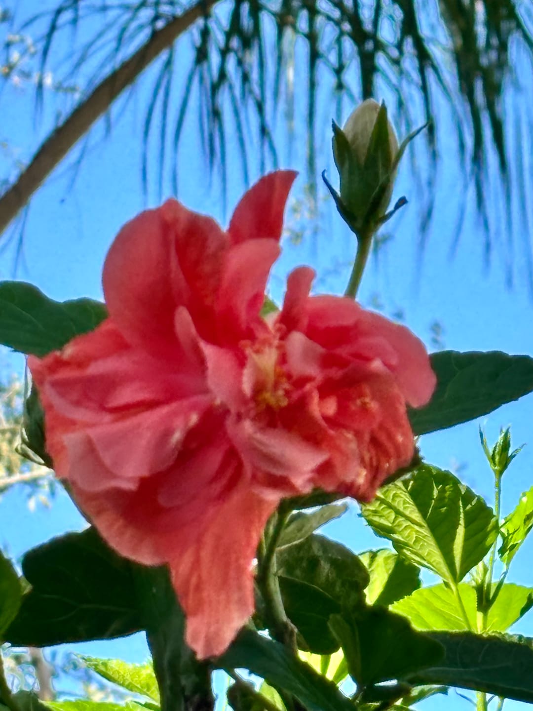 Customer photo review of Plant Juice