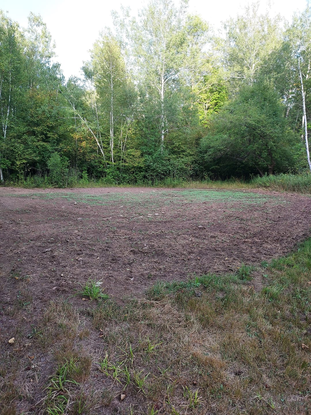 Customer photo review of Smack Down™ Food Plot Seed