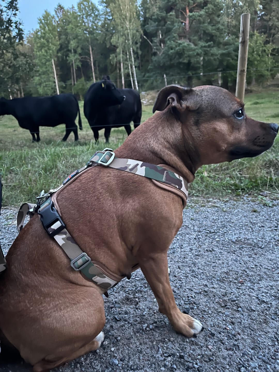 Customer photo review of Staffordshire Bull Terrier 1935® Harness & Leash Set - Sand Camo