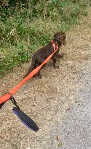 Customer photo review of Harnais pour chien anti-traction Dog Trotter™