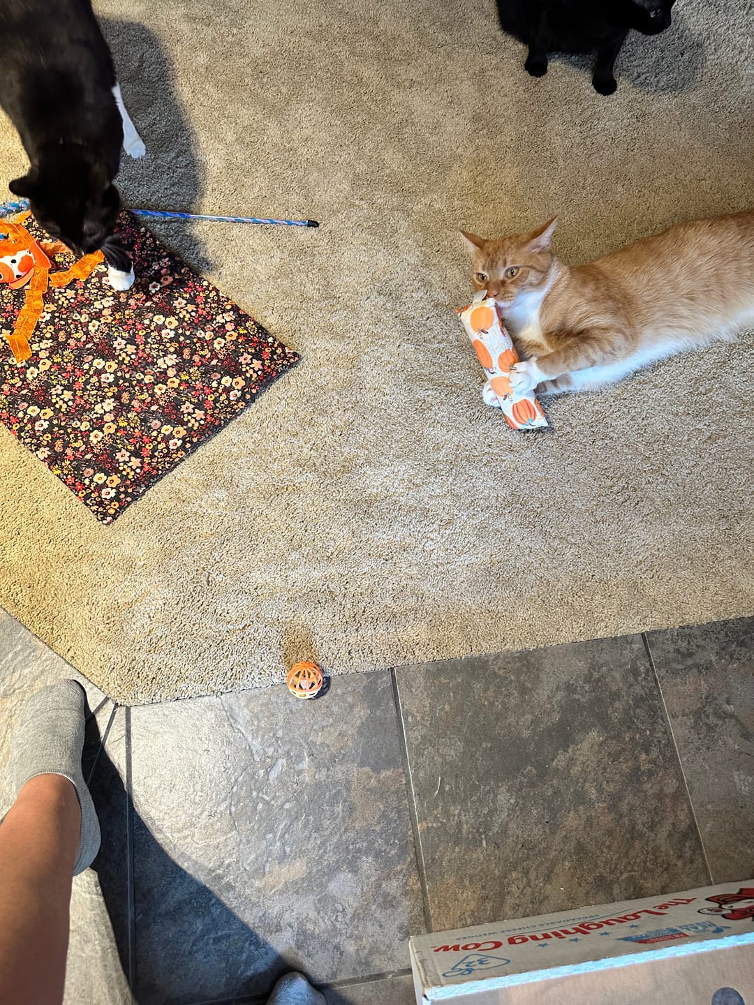 Customer photo review of Painted Pumpkins Catnip with Valerian Root Cat Toy
