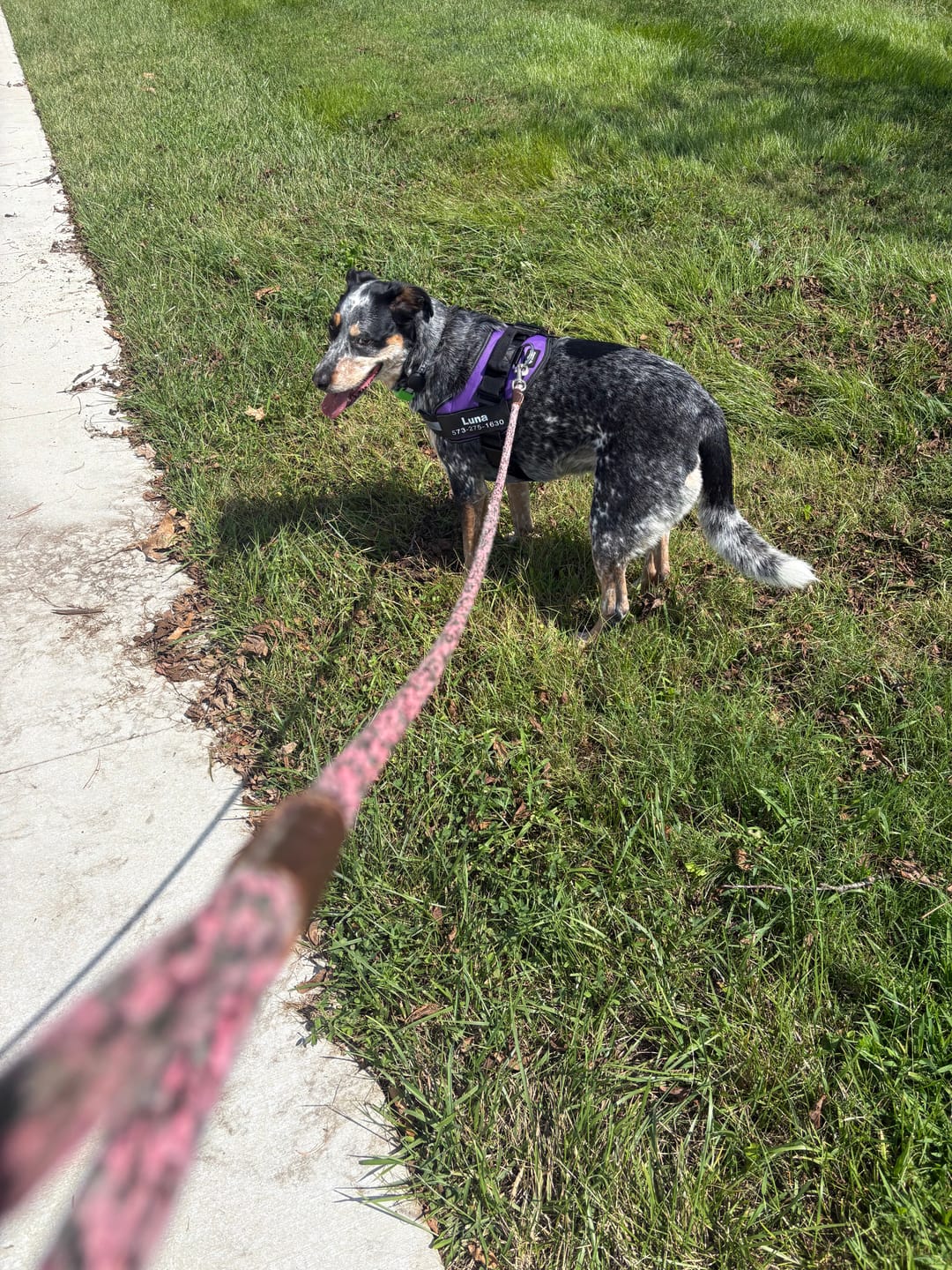 Customer photo review of Dogshood ™ Ergonomic Harness