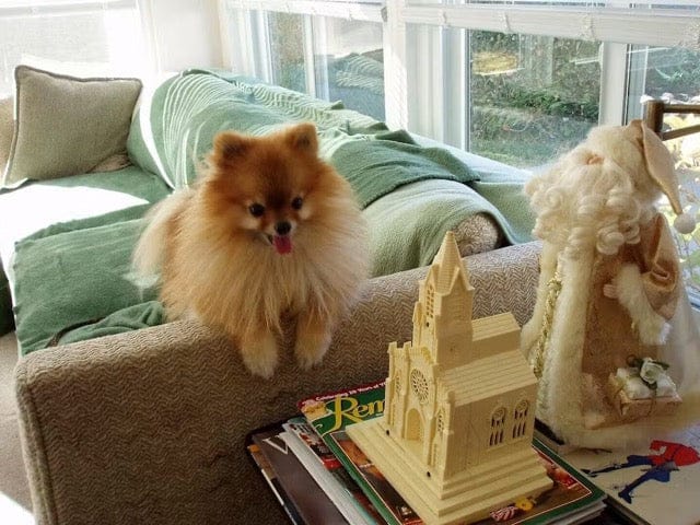 Customer photo review of Nutritional Supplement for Senior Dogs | Spark by Pet Wellbeing