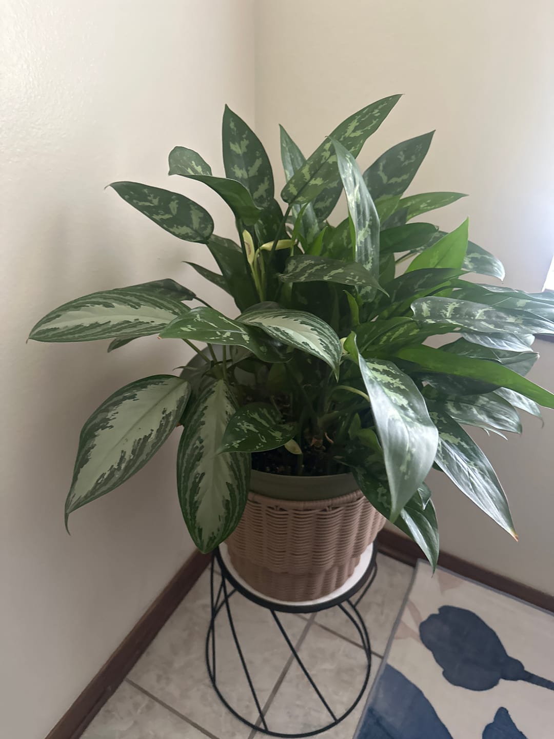 Customer photo review of Houseplant Pest Spray