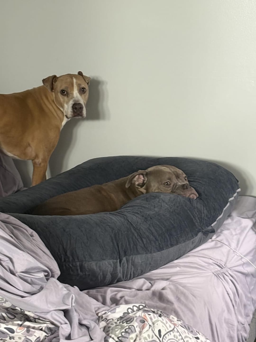 Customer photo review of Relieva™ Almohada Materna
