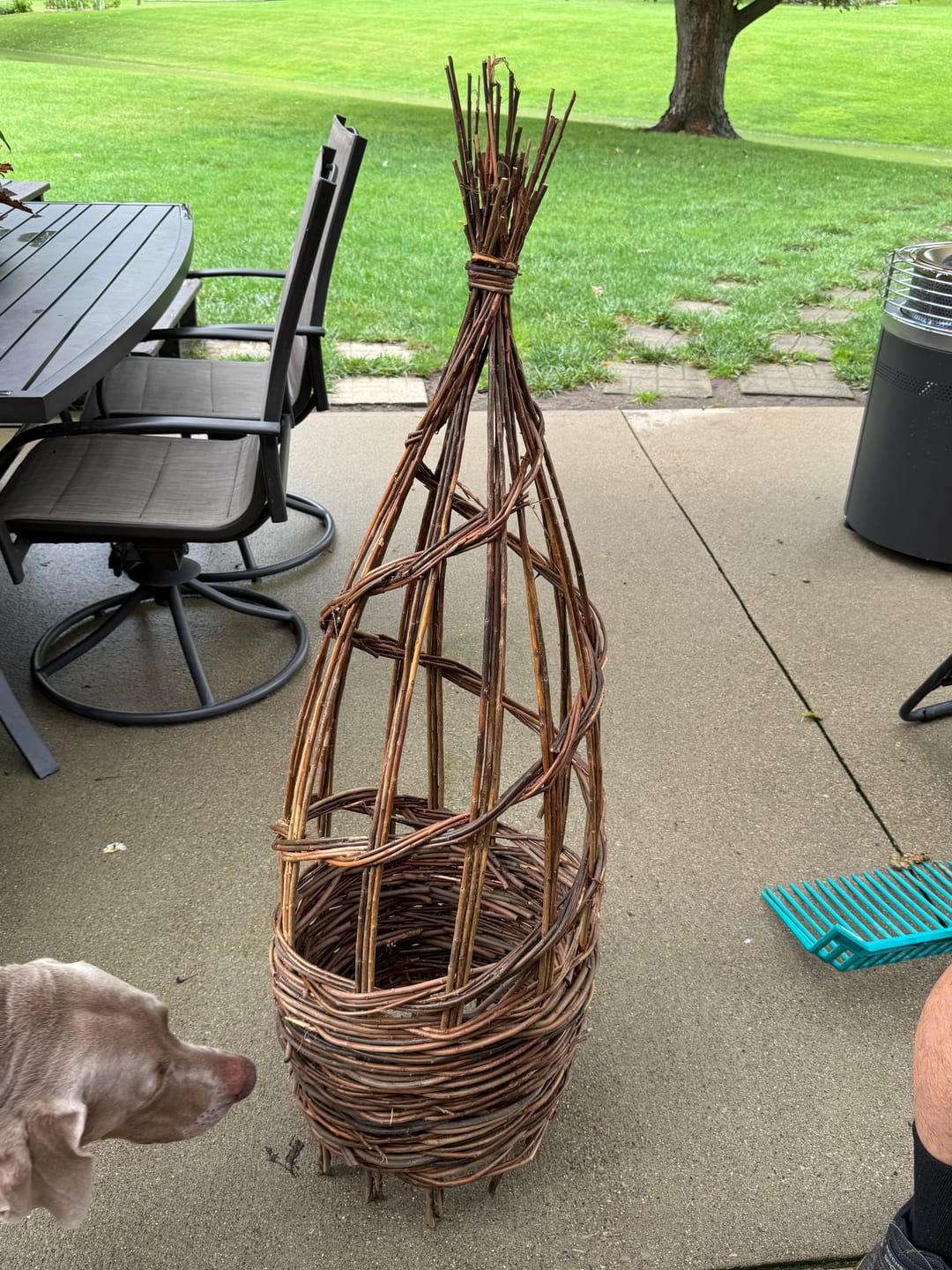 Customer photo review of The Willow Plant Support (3.8 Feet Tall)