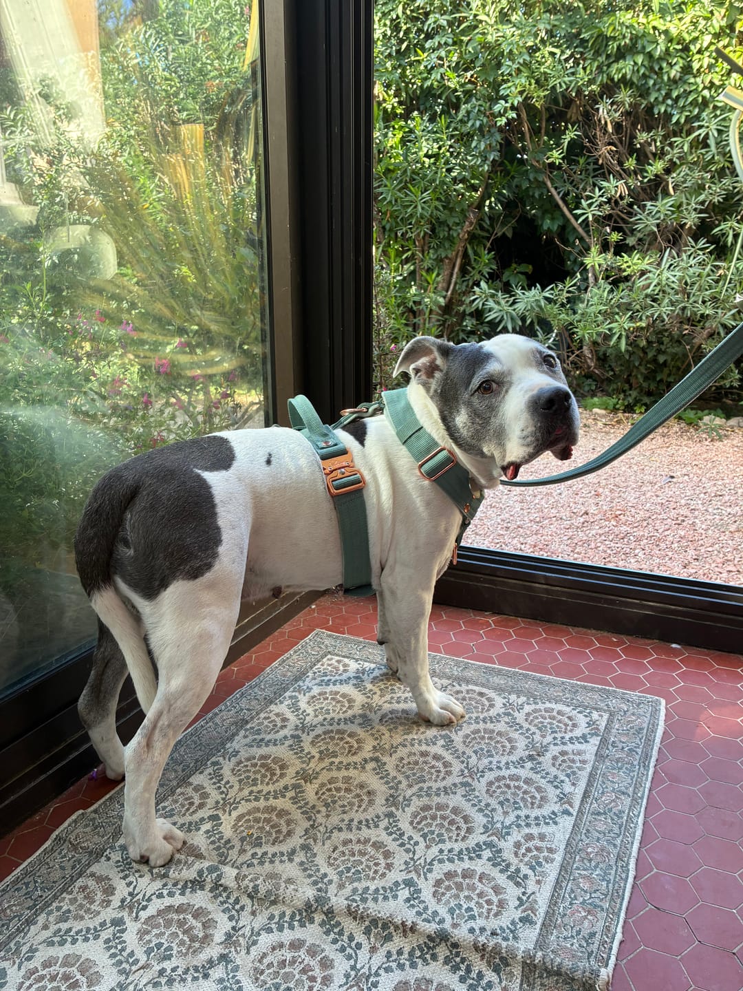 Customer photo review of Walk Leash Rose Edition Pastel Green  - Säkert nylonkoppel i olika längder