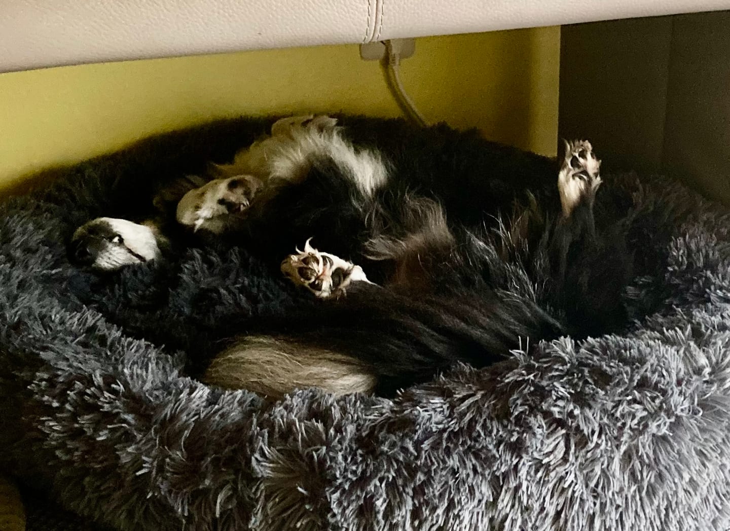 Customer photo review of Puppery Hundebett Wolke 7 - Das Original