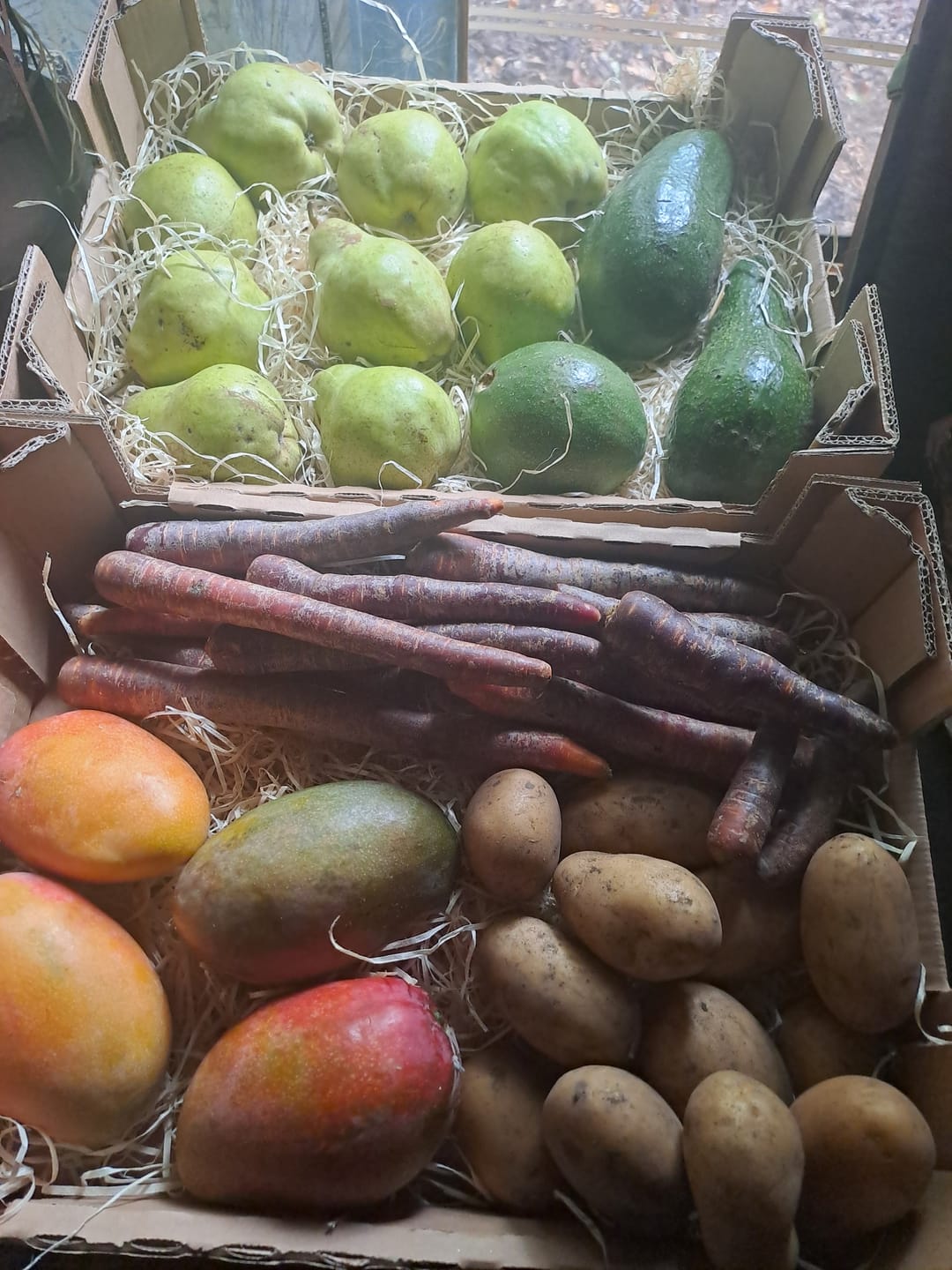 Customer photo review of Karotten "violett" Bio regional bioland aus Bayern