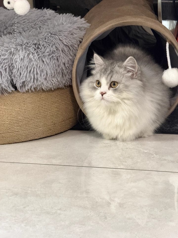 Customer photo review of Foldable Cat Tunnel Toy - With Peephole & Interactive Ball