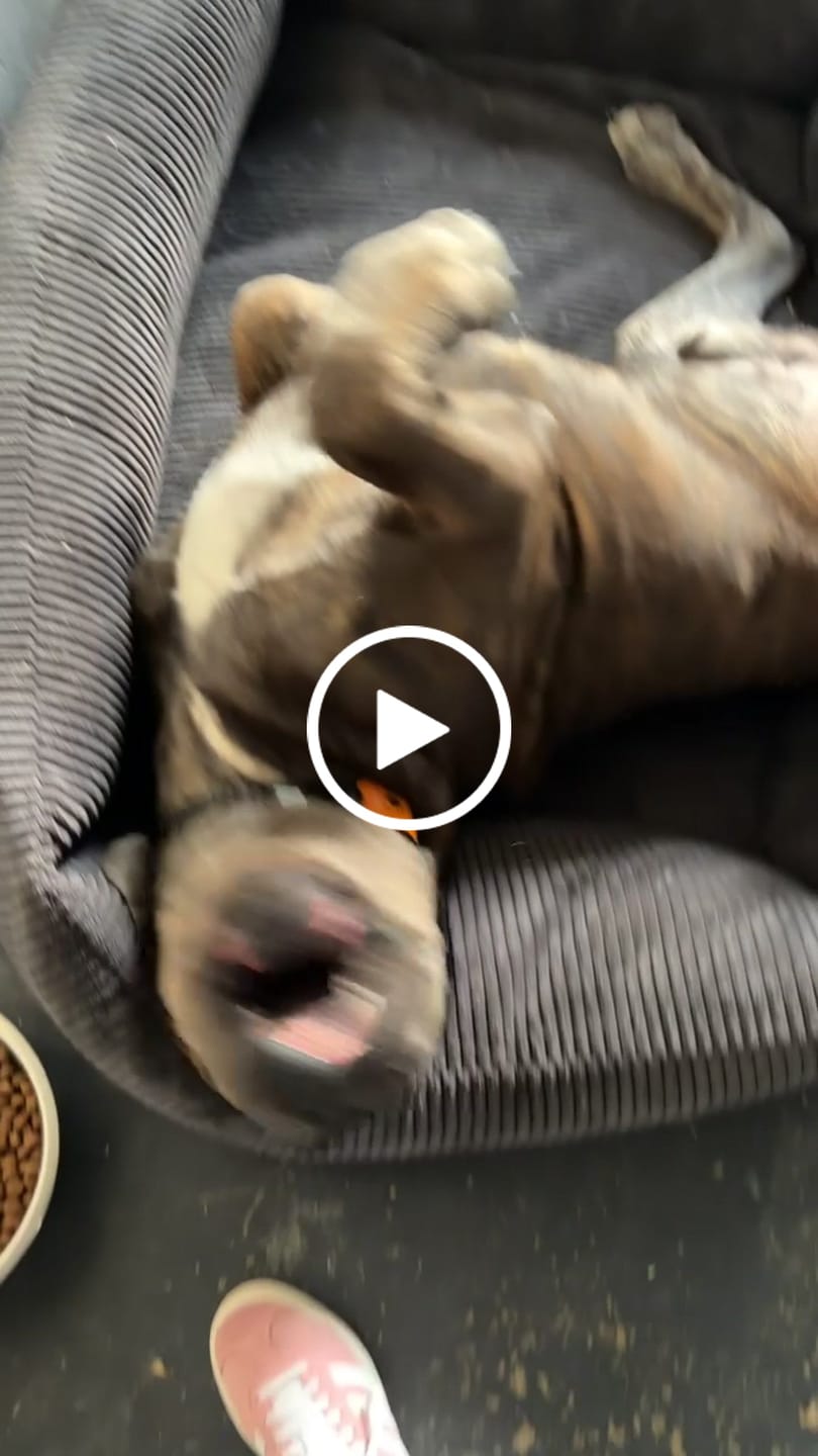 Customer video review of Collier Anti Aboiement Sans choc Electrique PuppySafe™