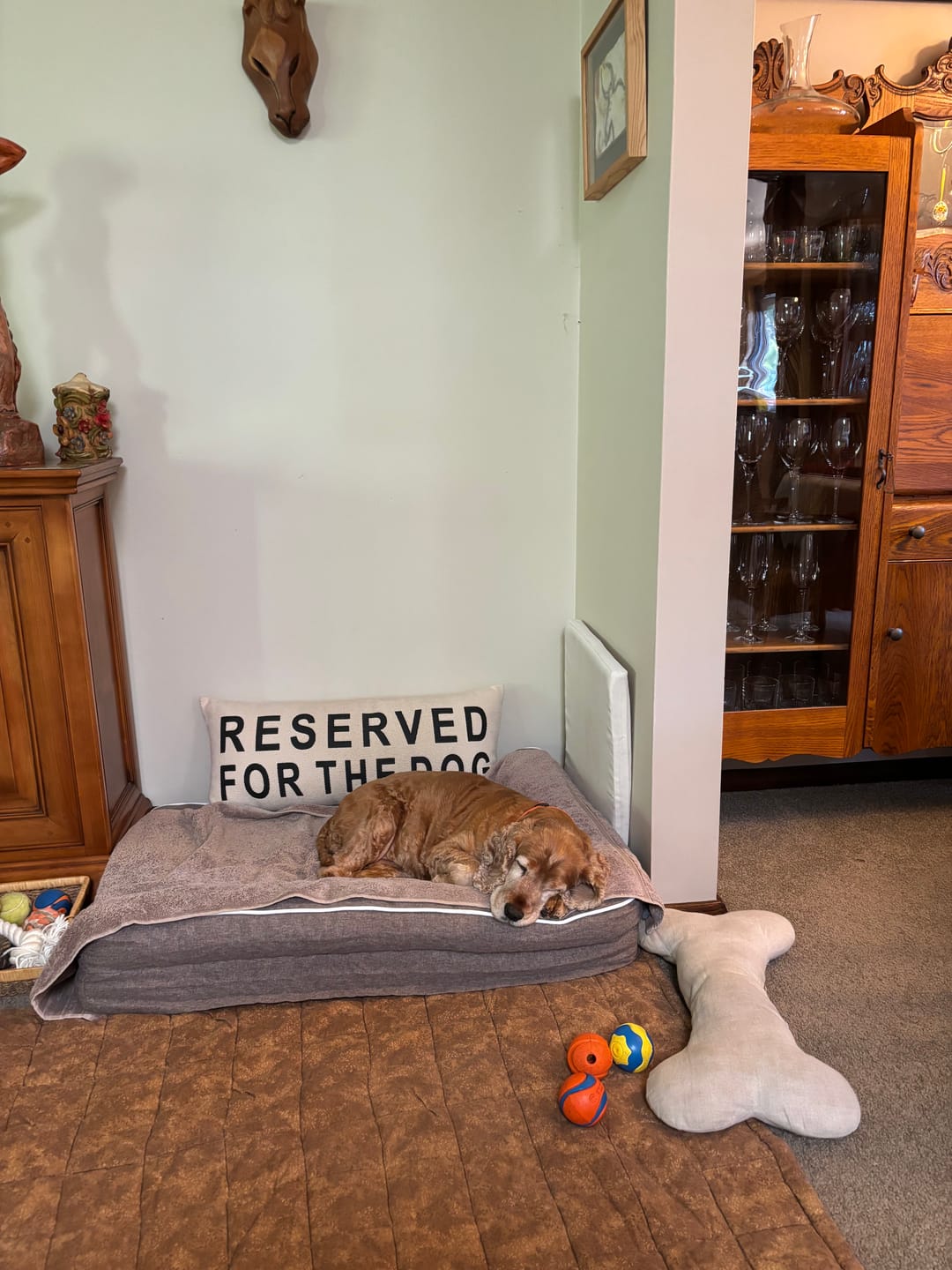Customer photo review of Orthopedic Pet Bed Memory Foam With Cooling Gel