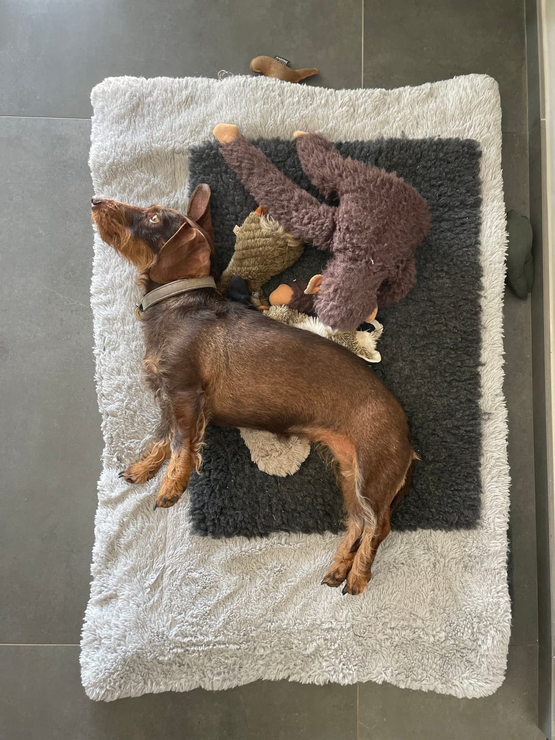 Customer photo review of Croquettes Poulet & Citrouille - Chien Petite Race