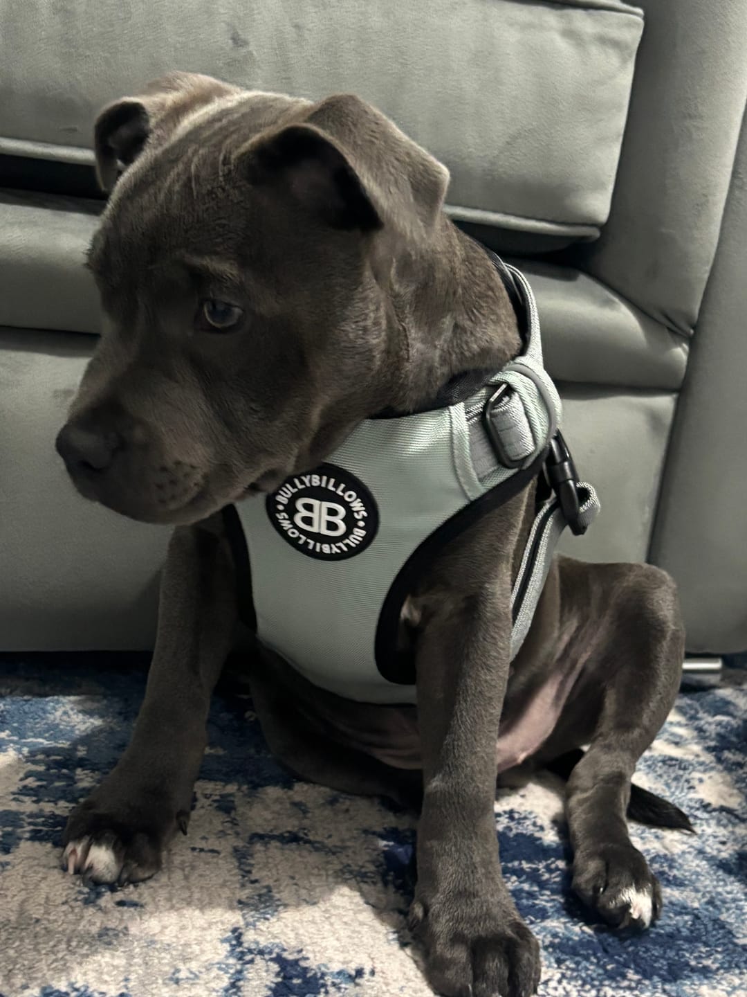 Customer photo review of Comfort Premium Harness | Non Restrictive - Metal Grey