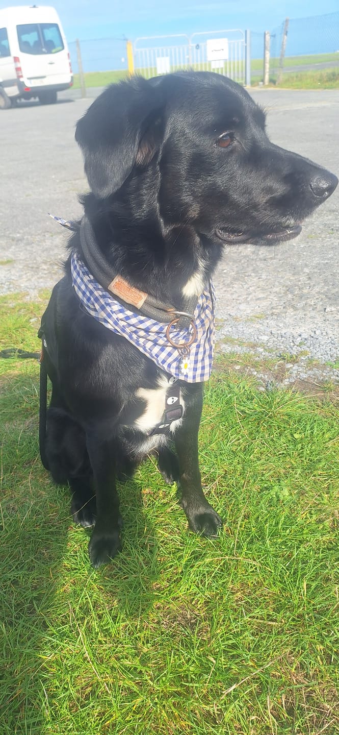 Customer photo review of ALIEN HARNESS