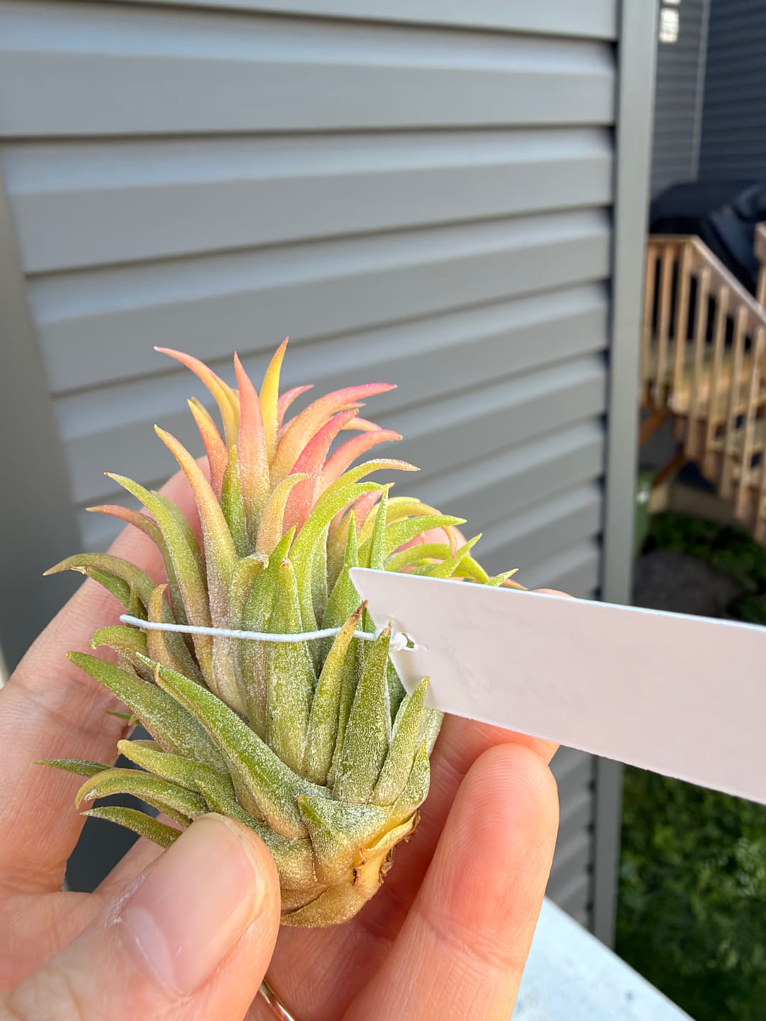 Customer photo review of Ionantha 'Mayan Temple'  *NEW WORLDWIDE RELEASE!*