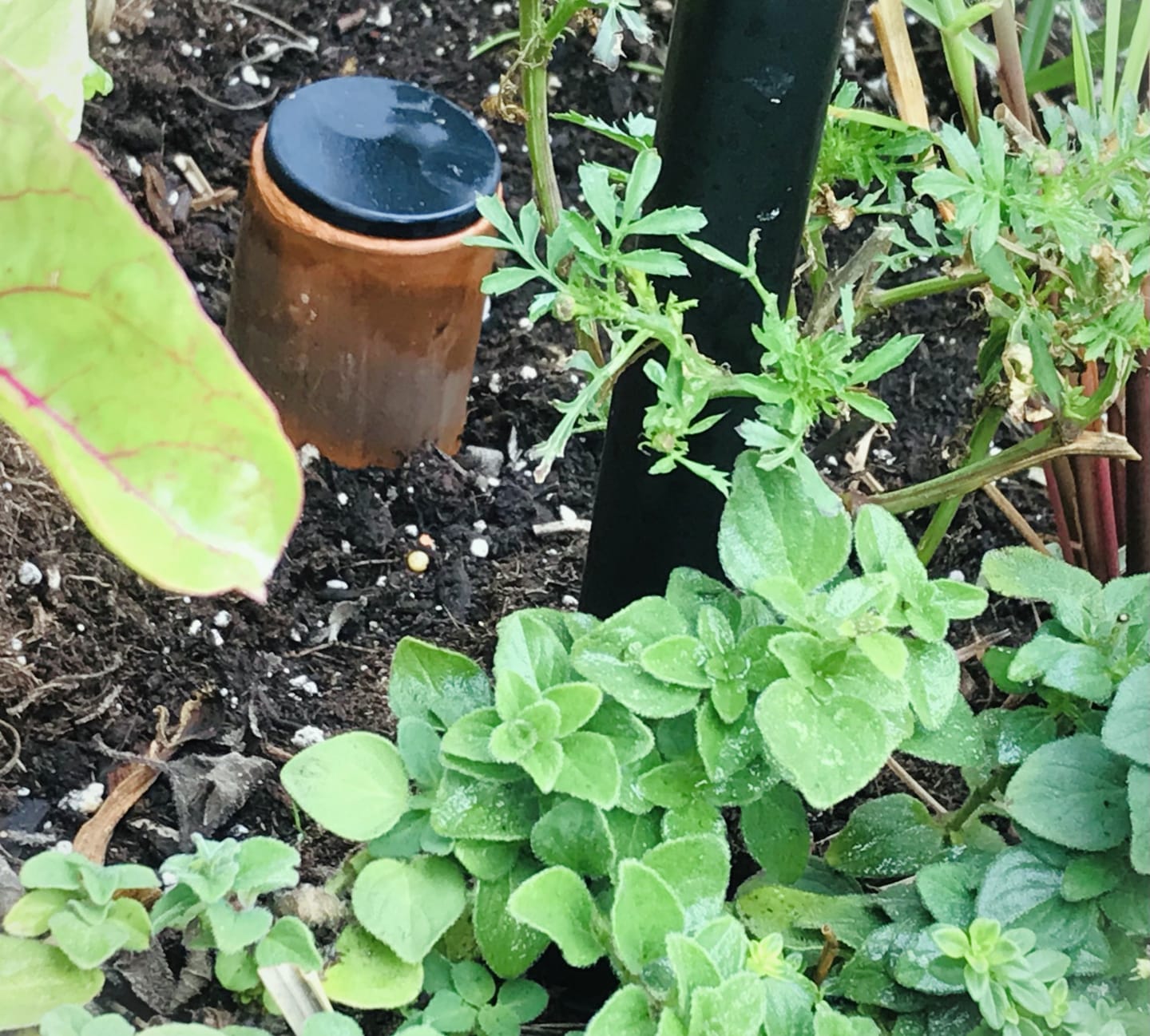 Customer photo review of Self-Watering Clay Olla Pot