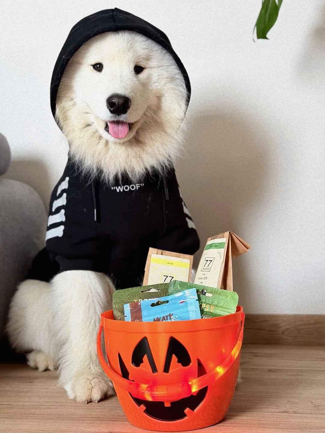 Customer photo review of "WOOF" Dog Hoodie - Black & Reflective