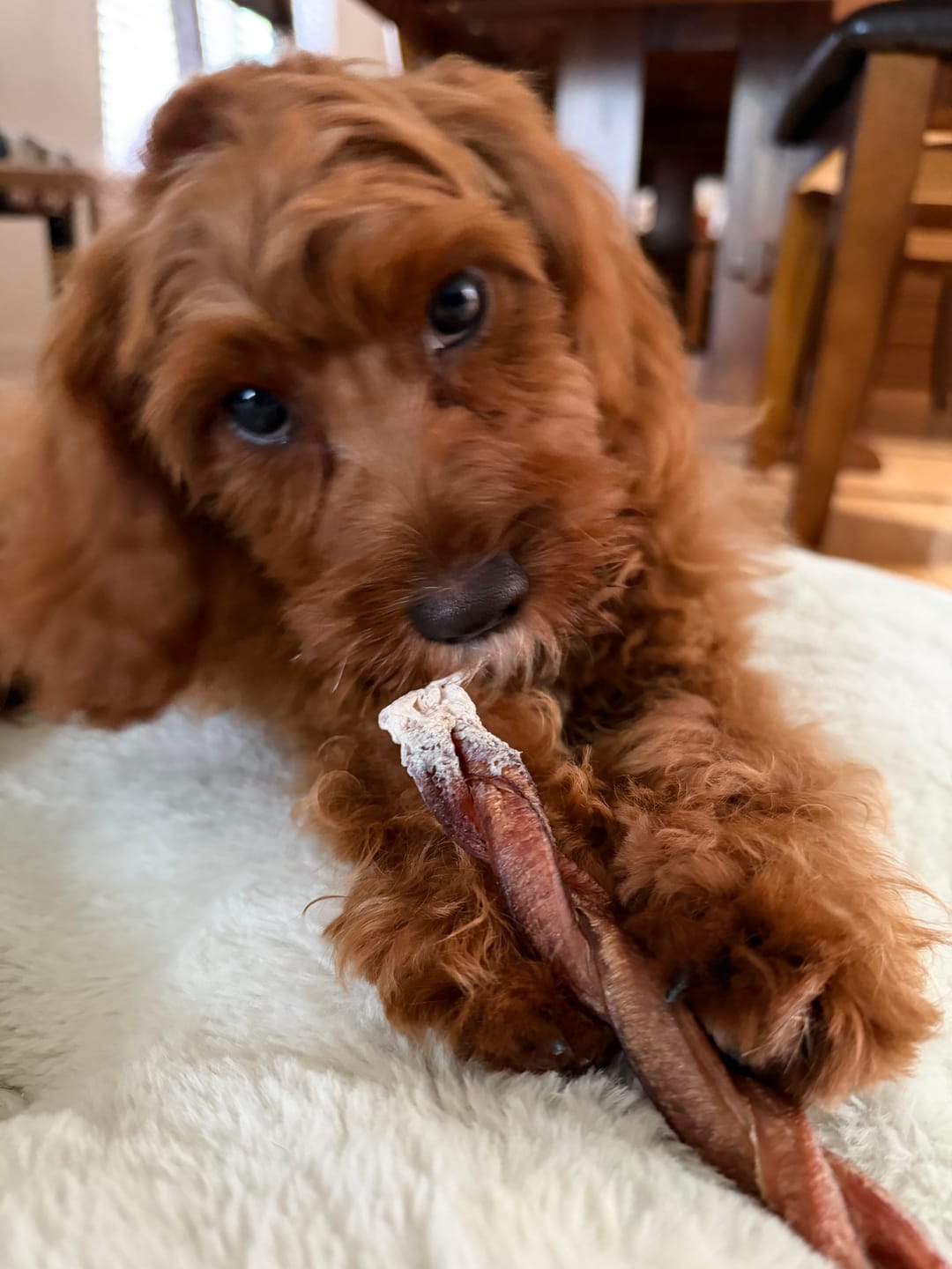 Customer photo review of 6 Inch Standard Braided Bully Stick