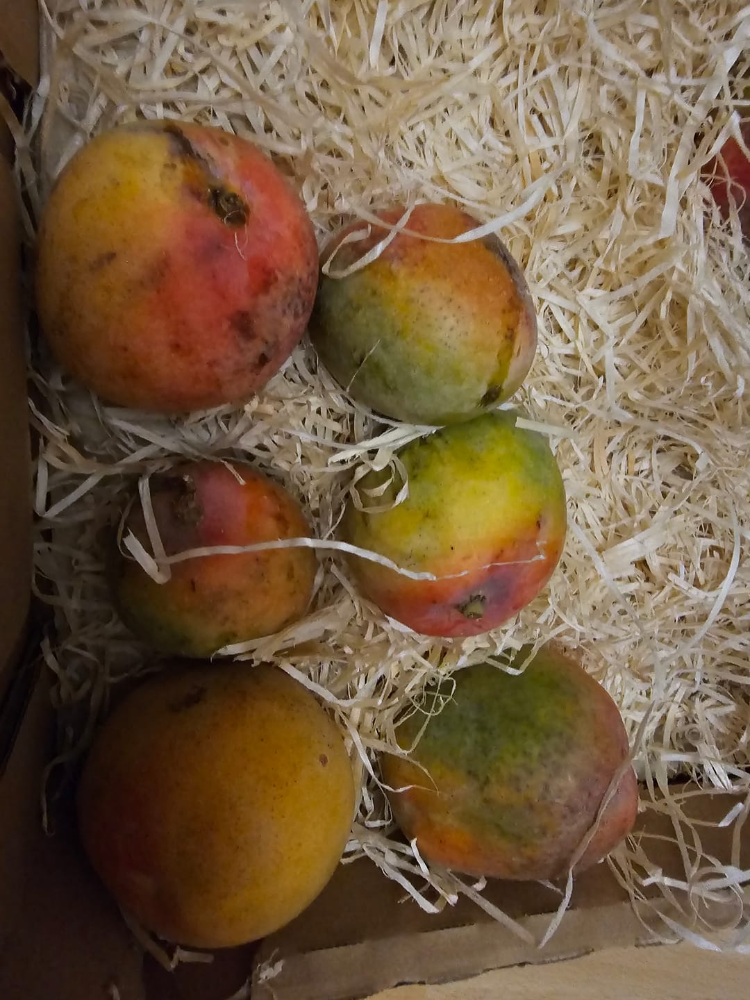 Customer photo review of Mini-Mango Tropigold von Antonio Aktionspreis %