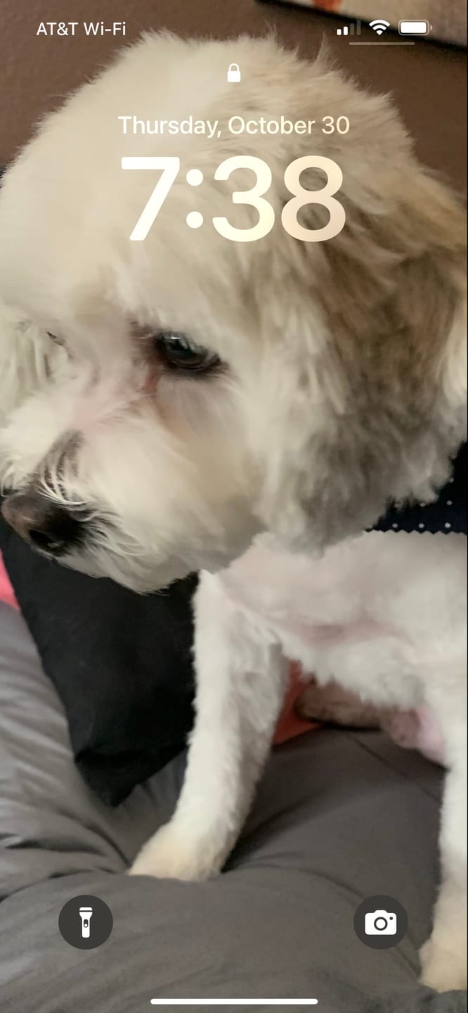 Customer photo review of CBD Pet Treats 100mg - Available in Multiple Flavors