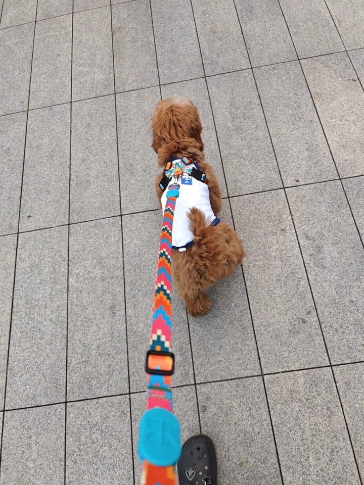 Customer photo review of Colorful PRO No Choke Dog Harness – X-Style Trachea Protection, Single or Set with a 3-in-1 Shock-Absorbing Leash