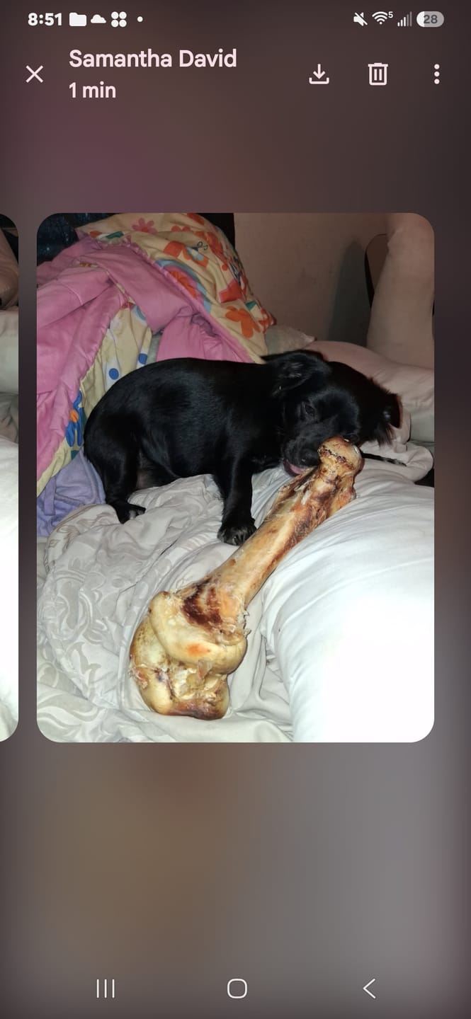 Customer photo review of Ostrich Hip Bone (12" x 5"x 3”): The Durable, Flavor-Packed Chew for Medium & Large Dogs