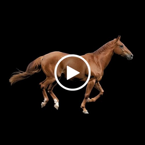 Customer video review of Custom Animation